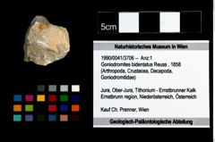 Foto (Objekt + Etikett) von Goniodromites bidentatus (Reuss, 1858)  (NHMW-GEO-1990-0041-3706)